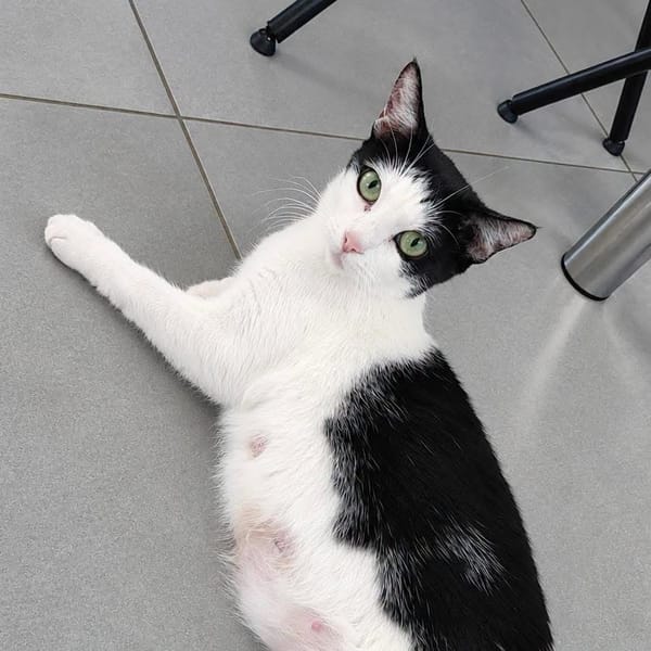 Pralinette - douce minette
