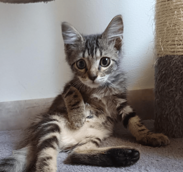 MAE
