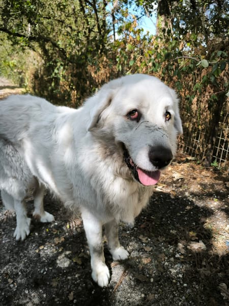 BIANCO