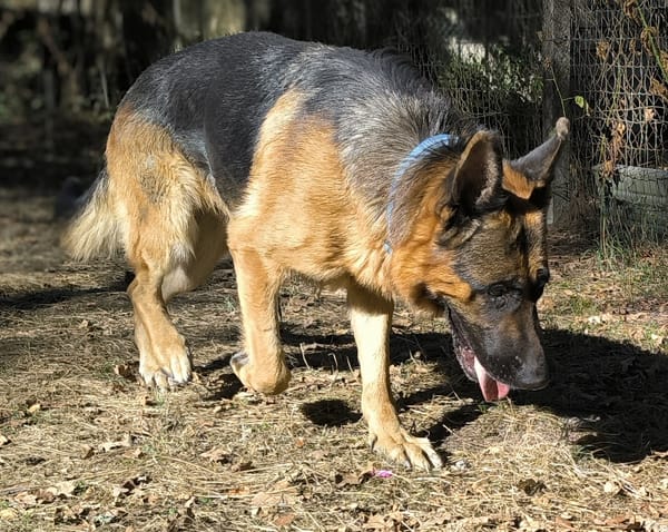 REX