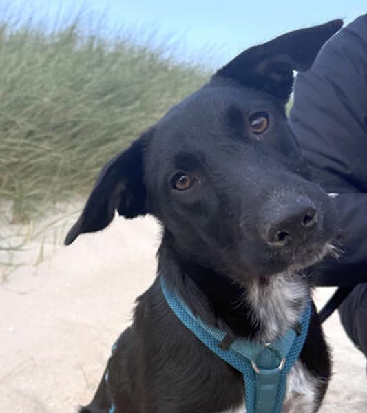 Bella wartet auf ihre zweite Chance