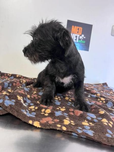 Blacky Baby, unser Wuselchen
