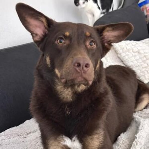 aktiver Junghund COCO sucht konsequente Menschen