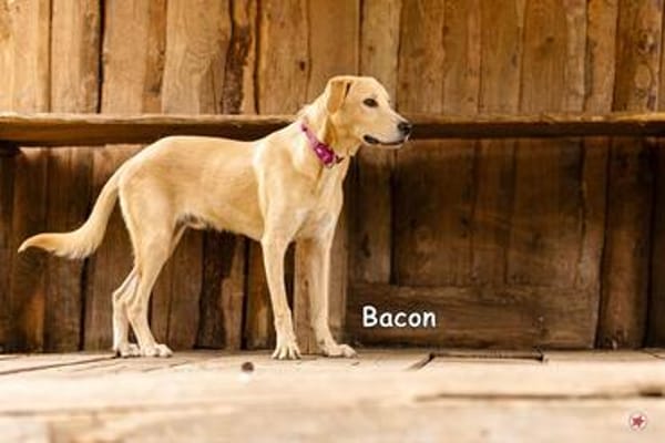 BACON
