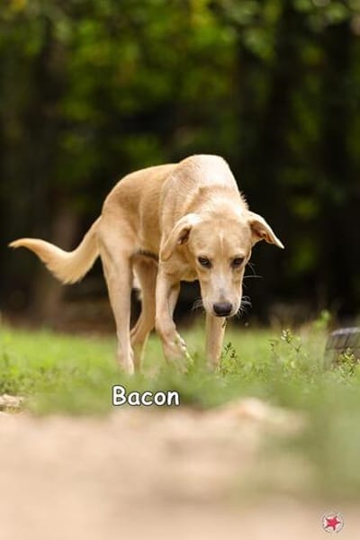BACON