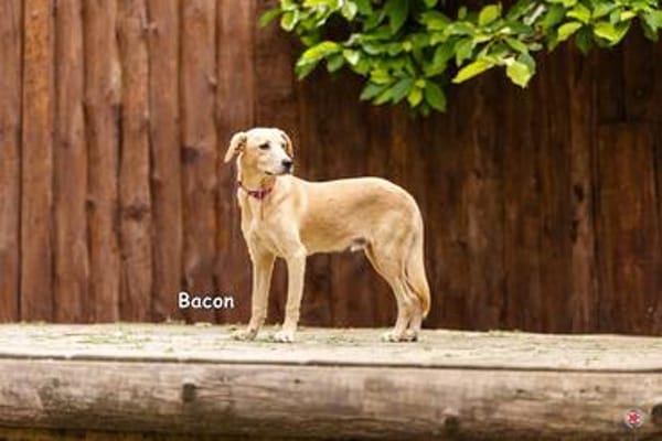 BACON