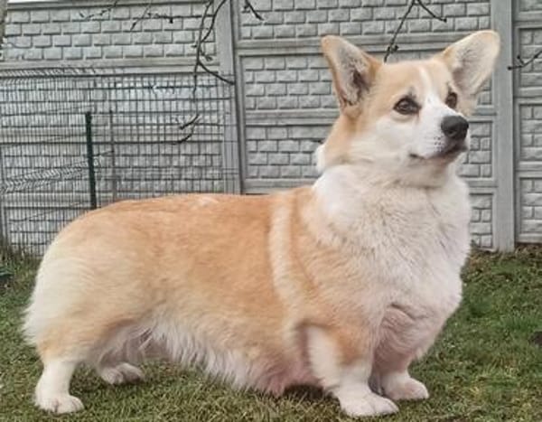 Queenie sucht neues Königreich