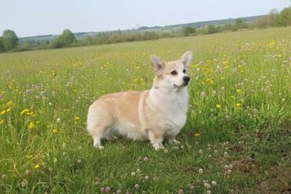 Queenie sucht neues Königreich