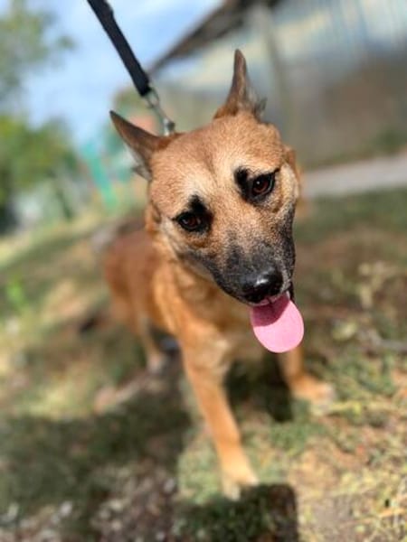 Ophelia (Ollo) -Sanfte kleine Hündin sucht Menschen mit Herz