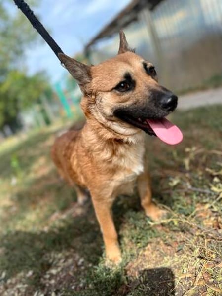Ophelia (Ollo) -Sanfte kleine Hündin sucht Menschen mit Herz