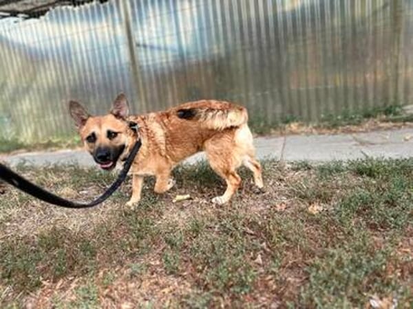 Ophelia (Ollo) -Sanfte kleine Hündin sucht Menschen mit Herz