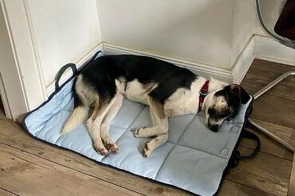 Smilakinder-und katzenliebe Hündin wartet in 22529 Hamburg