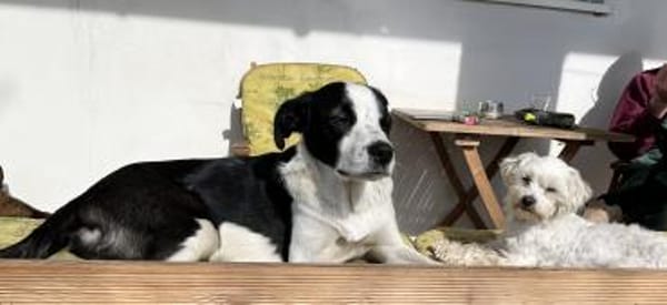 aktiver Junghund sucht aktive Menschen