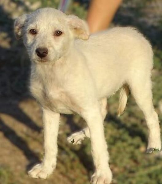 Hundekind BRITA