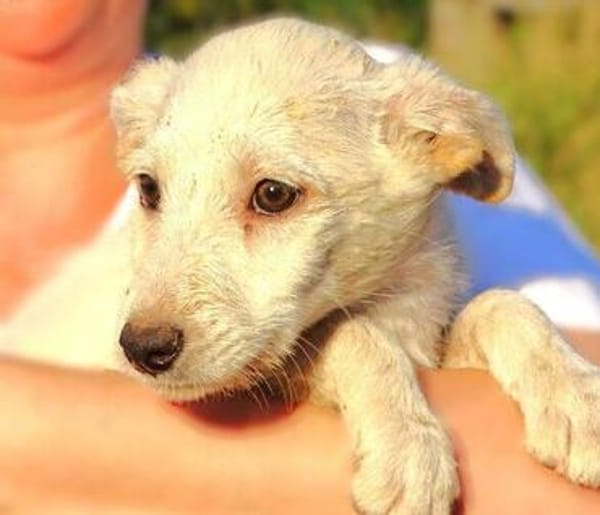 Hundekind BRITA