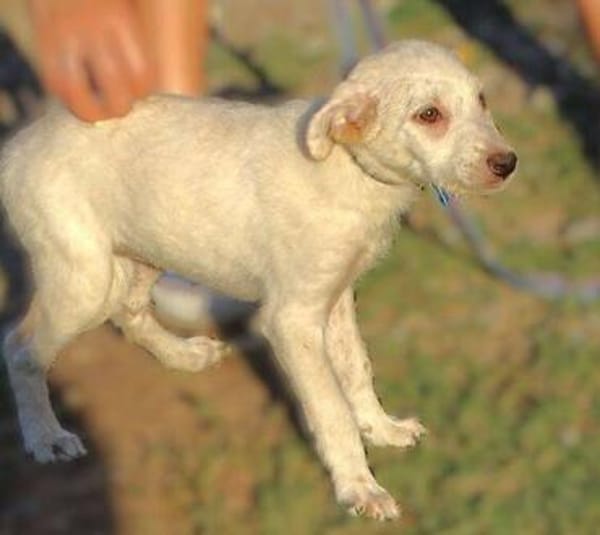 Hundekind BRITA