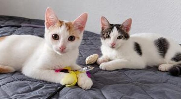 Mogli : Kleiner Schnurrphilosoph sucht dich