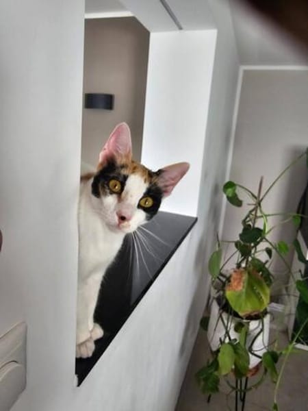 Prunita-Schmusemaus sucht Dich
