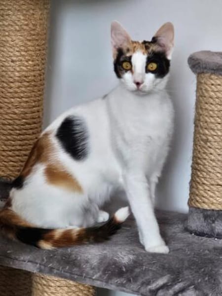 Prunita-Schmusemaus sucht Dich