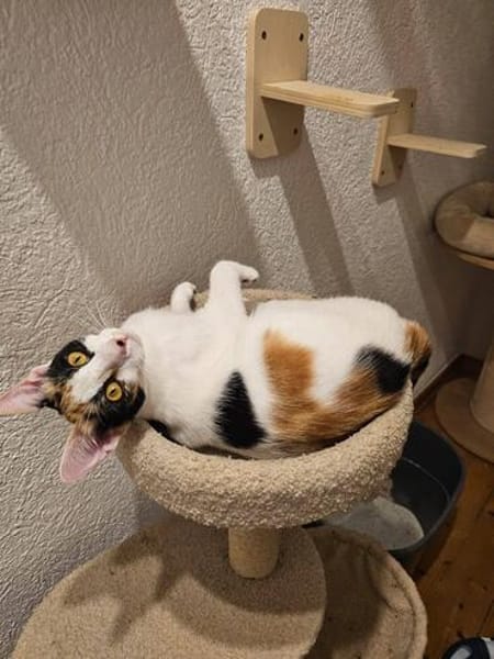 Prunita-Schmusemaus sucht Dich