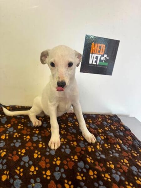 LINDA    graziles Hundekind