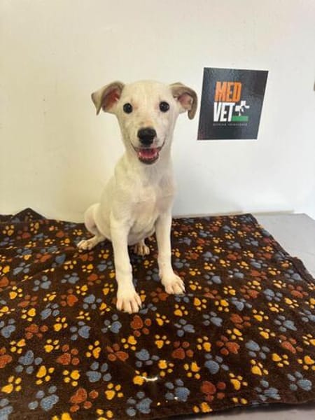 LINDA    graziles Hundekind
