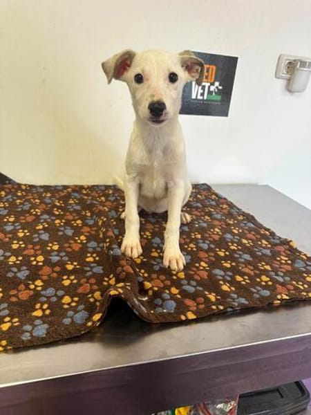 LINDA    graziles Hundekind
