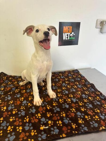 LINDA    graziles Hundekind