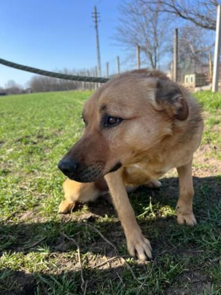 FRANK,  3J. sucht Zuhause