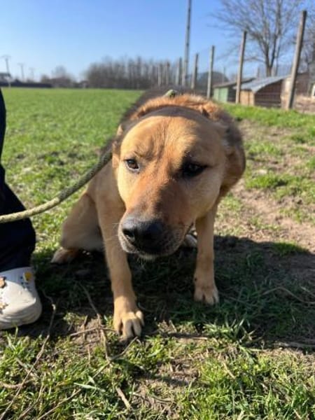 FRANK,  3J. sucht Zuhause