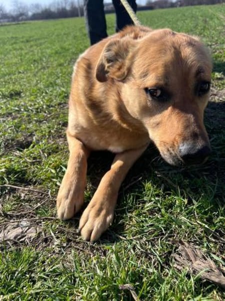 FRANK,  3J. sucht Zuhause
