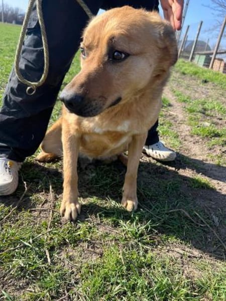 FRANK,  3J. sucht Zuhause