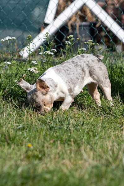 Radar,süße,französische Bulldogge geb. 03/2025