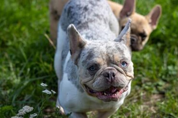 Radar,süße,französische Bulldogge geb. 03/2025
