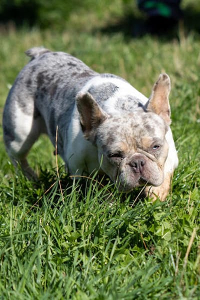 Radar,süße,französische Bulldogge geb. 03/2025