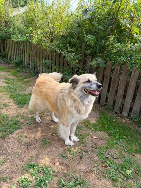 Ein Zuhause für Peggy