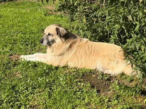 Ein Zuhause für Peggy