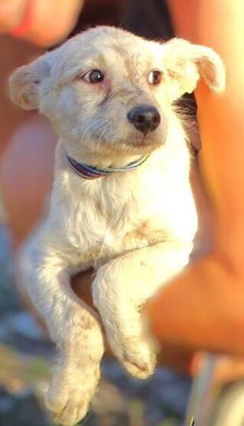 Baby BEA