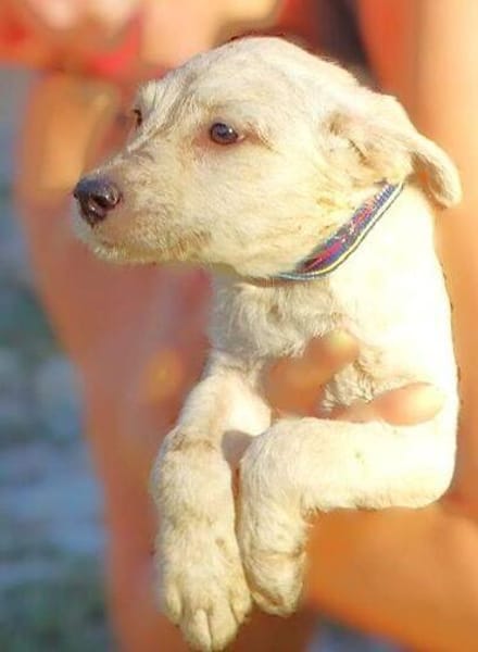 Baby BEA