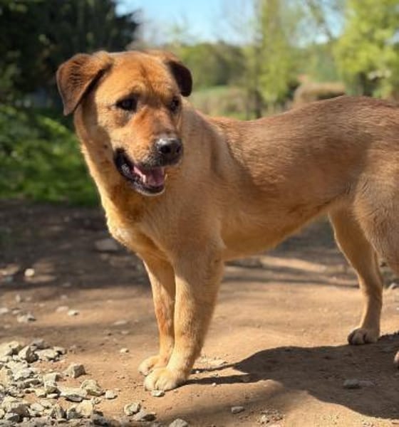 LENY - Goldschatz sucht Zuhause
