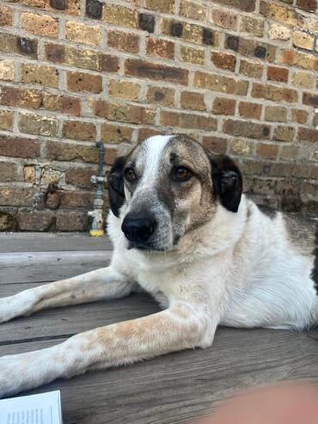 Liebevoller Hund REX sucht seinen Menschen!