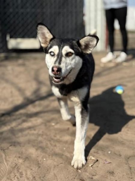 Desire -Wunderschöne freundliche Husky