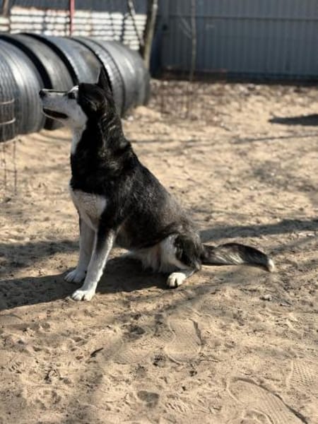 Desire -Wunderschöne freundliche Husky