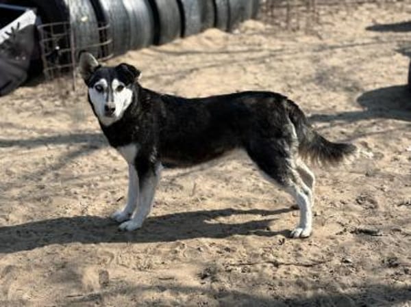 Desire -Wunderschöne freundliche Husky