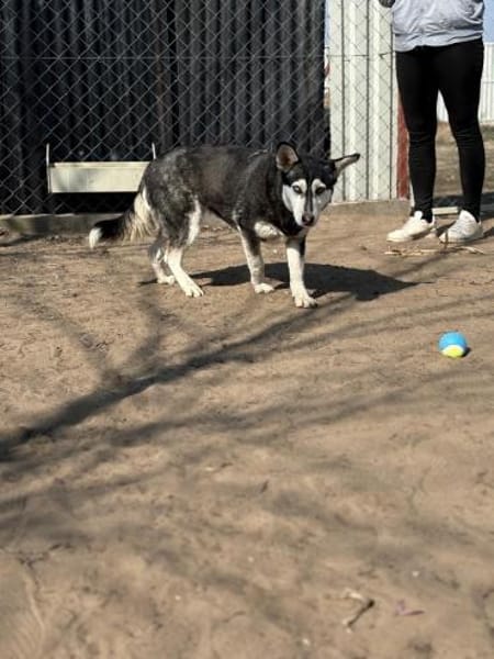 Desire -Wunderschöne freundliche Husky