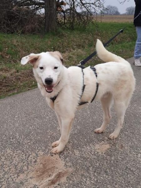 BUDDY - erfahrene Hunde-Menschen gesucht