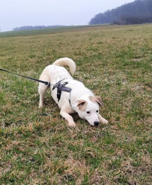 BUDDY - erfahrene Hunde-Menschen gesucht