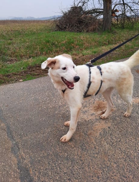 BUDDY - erfahrene Hunde-Menschen gesucht