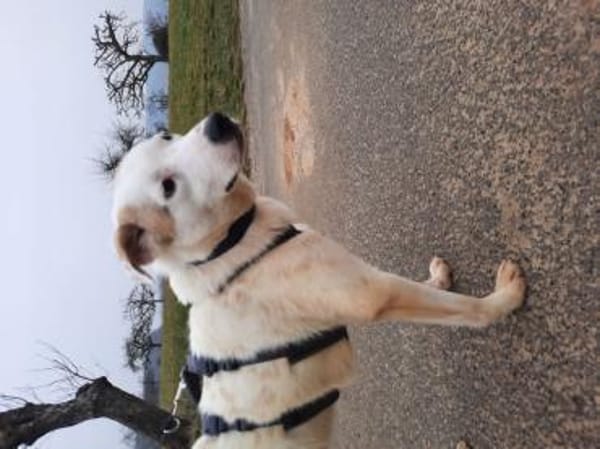 BUDDY - erfahrene Hunde-Menschen gesucht