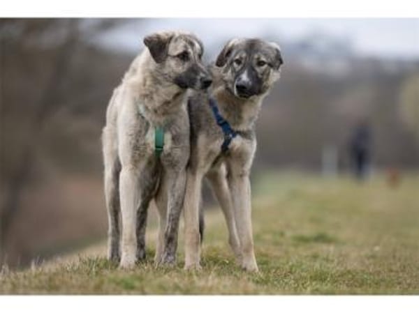 Nocci und Arlo  warten in 99427 Weimar